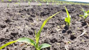 Фермер з Одещини розповів, які норми висіву кукурудзи є оптимальними для угідь на зрошенні