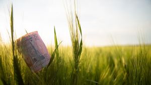 На фінансову підтримку аграріїв Уряд спрямує 1,2 млрд грн: здешевлення кредитів