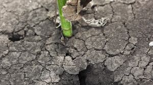 Науковці радять аграріям інвестувати в технології регенерації ґрунту: адаптація до змін клімату