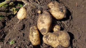 Аграрій розповів, як при дефіциті вологи отримувати урожайність картоплі понад 30 т/га