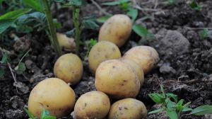 Україна нарощує імпорт картоплі: названо основні країни-експортери