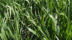 Науковці спрогнозували урожай пшениці в агросезоні 2021 р.