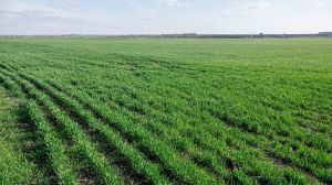 Фахівці UKRAVIT розповіли як захистити озимі зернові від комплексу хвороб