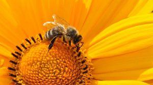 Науковці дійшли висновку, що пестицидами знищується понад 20 тис. видів диких бджіл