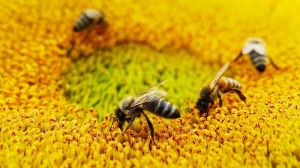 Тенденція до знищення бджіл пестицидами знижується: позитивна статистика