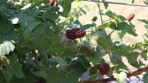 Вирощування ожини здатне приносити непоганий прибуток: плюси посухостійкої ягоди