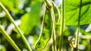 Фахівці UKRAVIT розповіли, як збільшити урожайність сої та накопичити біологічний азот у ґрунті