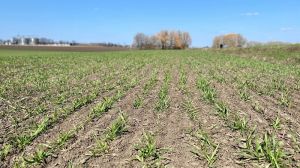 Держпродспоживслужба опублікувала звіт щодо поширення шкідників на полях озимих зернових