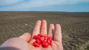 В Україні протруєно 309 тис. тонн насіння: забезпеченість аграріїв ЗЗР