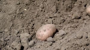 Аграріям рекомендують починати висаджувати картоплю, — фахівець