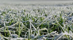Україну накриють морози: синоптики попереджають про сильне похолодання