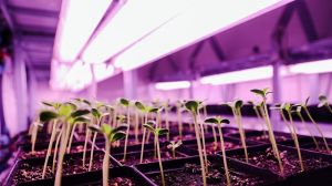 Як рожева LED інсталяція впливає на вирощування тепличних томатів, — досвід
