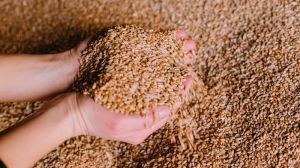 Опубліковано аналітичний прогноз валового збору зерна в агросезоні-2021