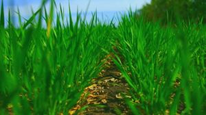 Урожай зернових та олійних в агросезоні-2021 може сягнути 96,2 млн тонн, — УЗА