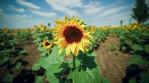 Держпродспоживслужба озвучила способи захисту соняшнику від основних хвороб та шкідників