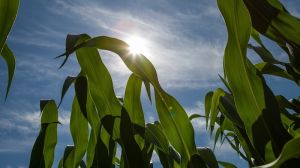 На платформі LNZ Hub перевірять різні технології вирощування кукурудзи