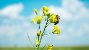 Рада розгляне новий законопроєкт щодо пестицидів і агрохімікатів