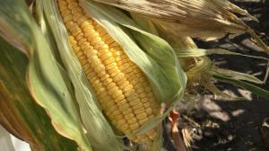 Опубліковано прогноз USDA щодо обсягів виробництва кукурудзи в Україні