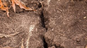 Посуха в Бразилії: прогнози врожайності падають