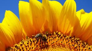 Аграрію із Польщі загрожує до 8 років в’язниці за знищення бджіл