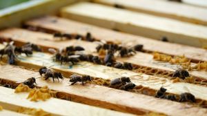 На Рівненщині загинуло близько 400 бджолосімей: аграрії прокоментували ситуацію