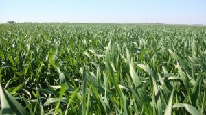 До 65% обстежених площ під озимими зерновими заселено пшеничним трипсом