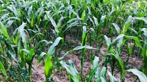 Фахівці UKRAVIT розповіли як знищити бур’яни у посівах кукурудзи