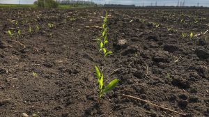 Рівень вологозабезпеченості посівів на українських полях падає: агрометеорологічний звіт