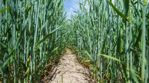 Близько 20% посівів озимої пшениці в США знаходиться в незадовільному стані