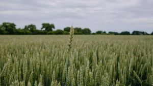 Пшеничний трипс заселив до 25% посівів озимих та ярих зернових, — Держпродспоживслужба