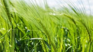 В UKRAVIT розповіли, як захистити зернові від фузаріозу та інших небезпечних хвороб