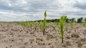 До 10% посівів кукурудзи пошкоджено шкідниками, — Держпродспоживслужба
