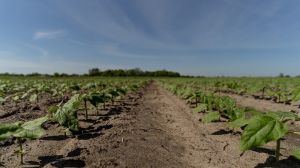 Озвучено результати моніторингу фітосанітарного стану посівів олійних культур в Україні