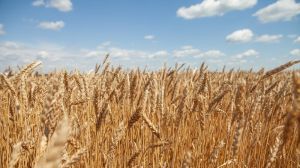 В США розпочались жнива: аграрії активно збирають озиму пшеницю