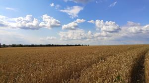 Пшениця української селекції може давати до 8-10 т/га навіть в агрокліматичних умовах півдня