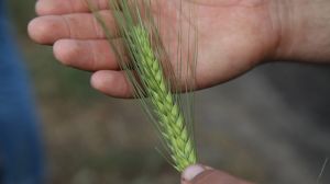 Опубліковано звіт щодо поширеності хвороб на посівах озимих та ярих зернових культур