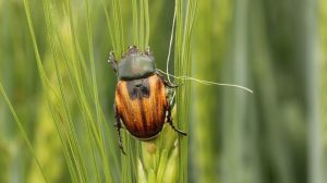В Україні розпочалось крайове заселення посівів озимої пшениці хлібними жуками