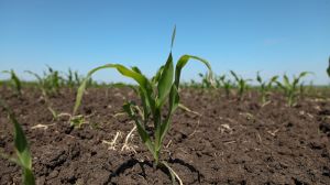 Фахівці НААН провели детальний аналіз стану посівів кукурудзи: рекомендації щодо захисту