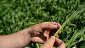 Опубліковано результати аналізу посівів ярих зернових культур: поради фахівців
