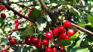 У Держпродспоживслужбі підбили підсумки фітосанітарного стану плодових дерев