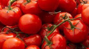 Азербайджанські аграрії виростили гігантські томати: сучасна селекція