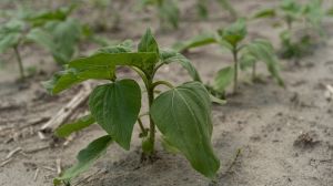 Аграрії Черкащини очікують рекордний урожай соняшника: аналітика посівних площ
