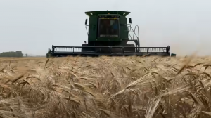 Деякі господарства на Півдні Україні розпочали збирання озимих зернових культур