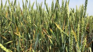 До 55% посівів озимих та ярих зернових колосових культур уражено хворобами