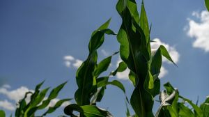 Злакові попелиці пошкодили до 20% посівів кукурудзи, — Держпродспоживслужба