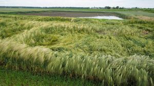 Озвучено прогноз урожайності сільгоспкультур на Запоріжчині