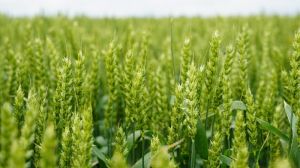 Озвучено прогноз урожайності пшениці на Кіровоградщині, — аналітика