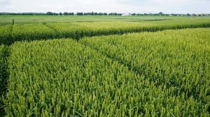 У Держпродспоживслужбі розповіли про поширеність шкідників на посівах зернових культур