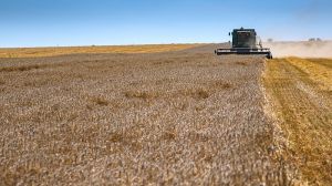 Українські аграрії зібрали понад 270 тис. тонн зерна нового врожаю: статистика