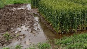 На Дніпропетровщині через зливи та град масово гинуть посіви сільгоспкультур